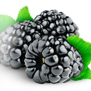 Capella Blackberry