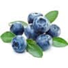 Capella Blueberry