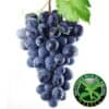 Capella Concord Grape With Stevia