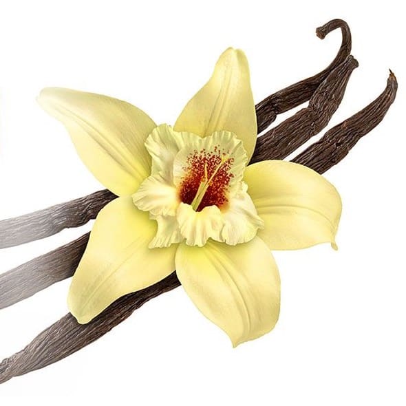 Capella French Vanilla V2