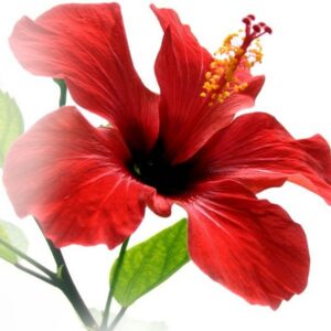 Capella Hibiscus