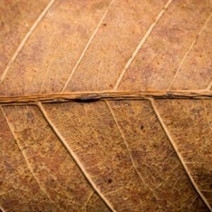 DK Tobacco ll The Flavor Apprentice Concentrate