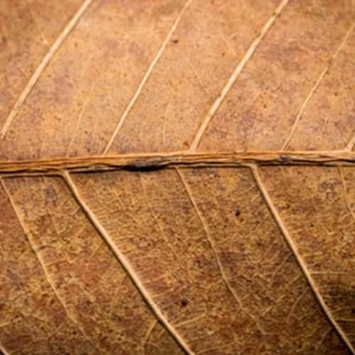 DK Tobacco ll The Flavor Apprentice Concentrate