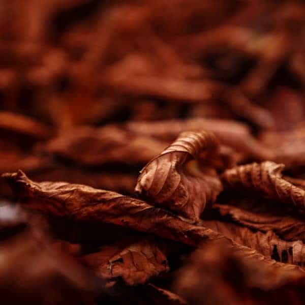 East Coast Tobacco Mt Baker Vapor