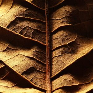 Oriental Tobacco Mt Baker Vapor