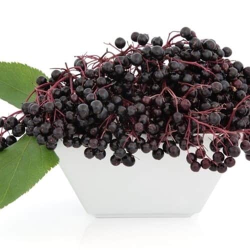 The Flavor Apprentice Elderberry