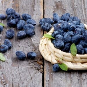 The Flavor Apprentice Huckleberry