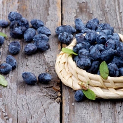 The Flavor Apprentice Huckleberry