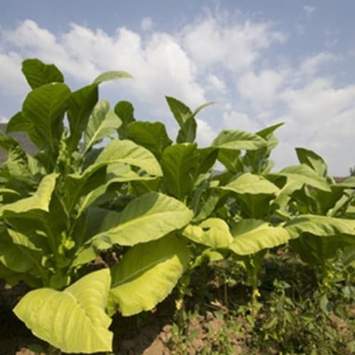 The Flavor Apprentice Tobacco