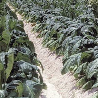 Usa Menthol Mt Baker Vapor